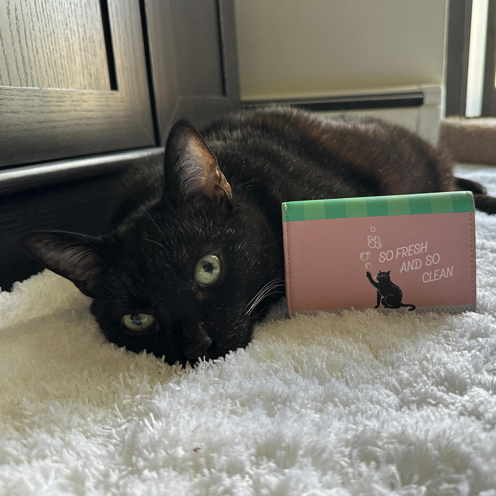 Photo of Manny Halloween Cat posing with a Vendula London Bubble Cats Laundromat accessory